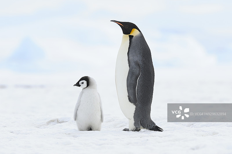 南极洲威德尔海，雪山岛，帝企鹅（幼崽和成年企鹅）图片素材