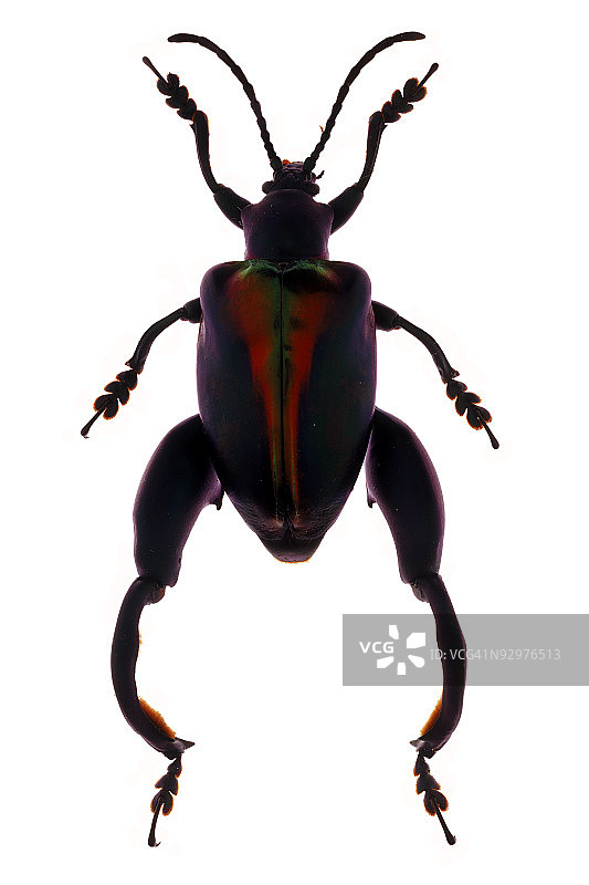 Sagra甲虫标本图片素材