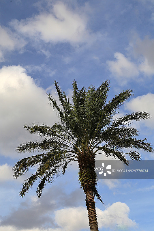 温暖天气下的棕榈树图片素材