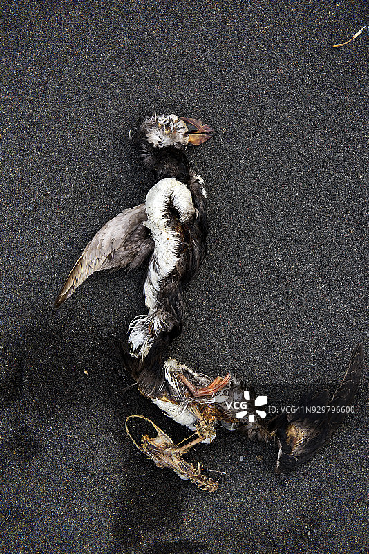 北冰岛索达克罗屈尔黑沙滩上死去的大西洋海鹦图片素材