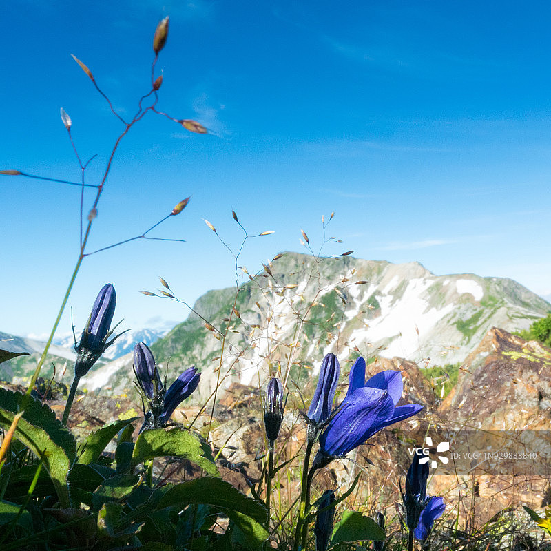 花朵和白马岳图片素材