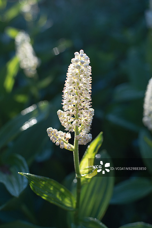 山花，白色嚏根草图片素材
