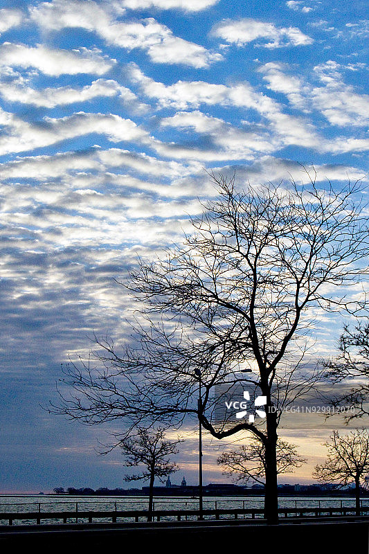 鲭鱼天空：高积云与光秃秃的树木图片素材