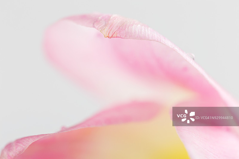 带有水滴的精致粉色郁金香花瓣特写镜头图片素材