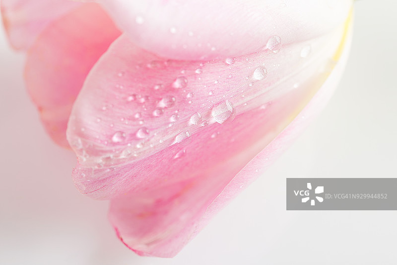 带有水滴的精致粉色郁金香花瓣特写镜头图片素材