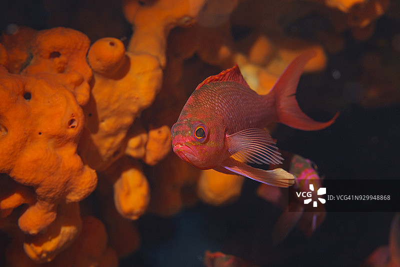 海底生物：红鱼和橙色海绵，潜水员视角图片素材