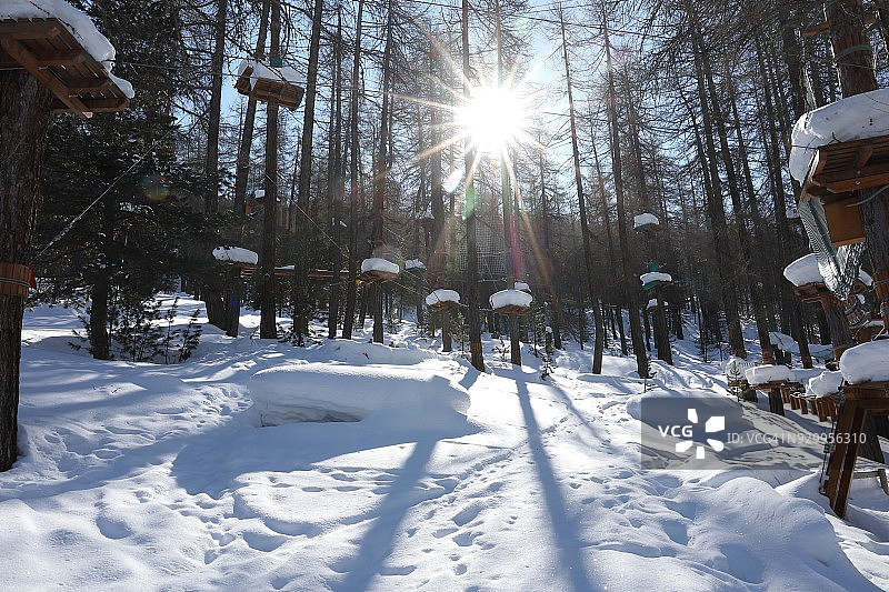 森林冠层下的高空绳索课程景观图片素材