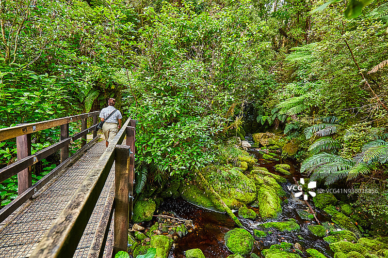 徒步旅行者在卡胡朗伊国家公园的步行桥上图片素材