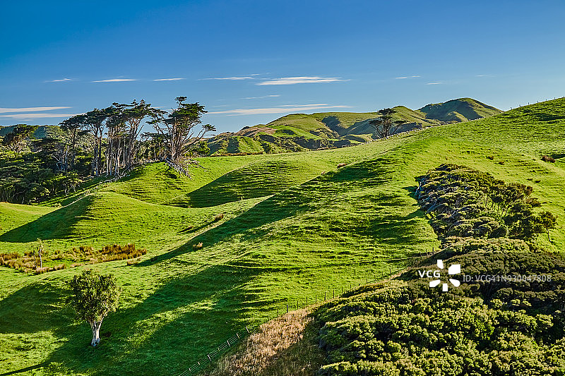 新西兰塔斯曼海角告别角，清晨时分连绵起伏的绿色牧场图片素材