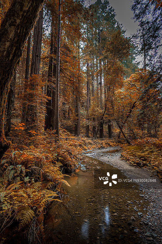 美国加利福尼亚红杉林图片素材