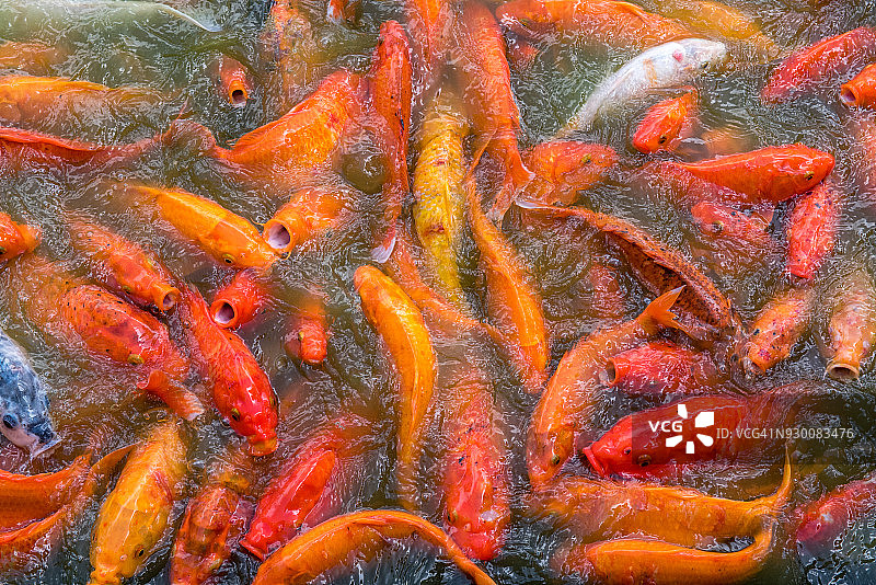 锦鲤鱼特写图片素材