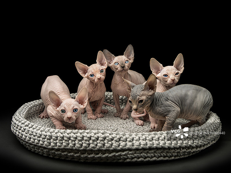 猫窝里的五只斯芬克斯小猫图片素材