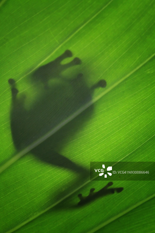 爪哇树蛙在叶子上的轮廓，印度尼西亚图片素材