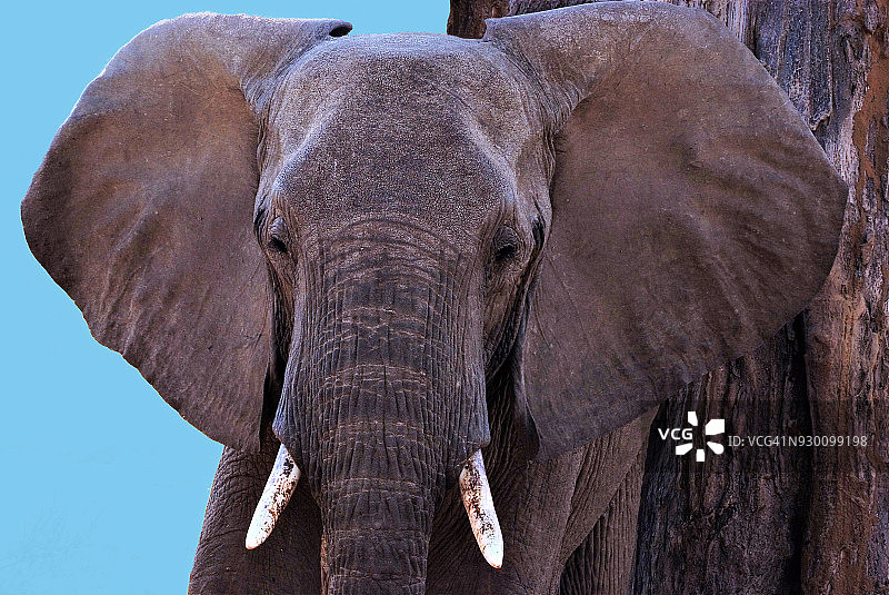非洲象图片素材
