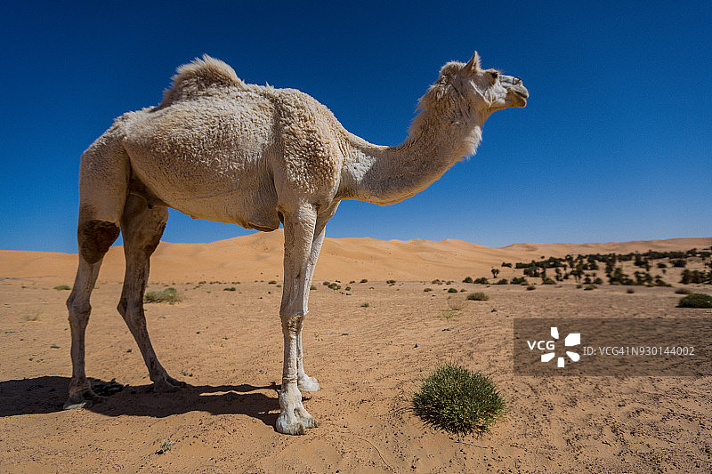 撒哈拉沙漠中蓝天下的一只单峰骆驼图片素材