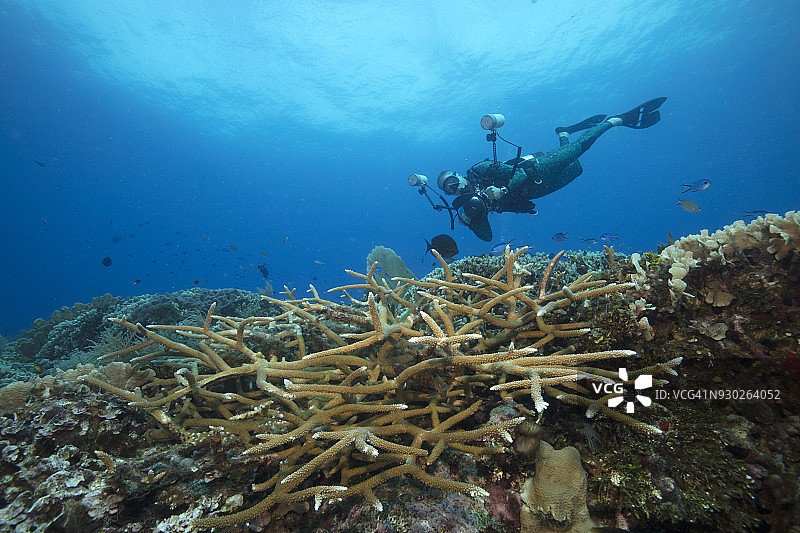 水下摄影：洪都拉斯海湾群岛罗阿坦岛西部的海底山和健康硬珊瑚图片素材