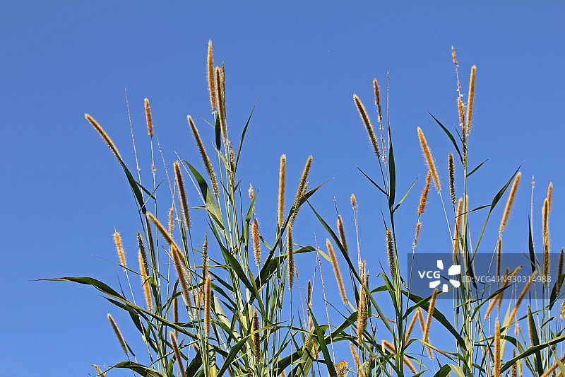 蓝天下的狼尾草图片素材