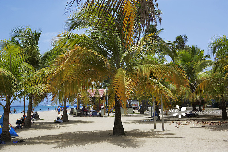波多黎各卢基略海滩的棕榈树图片素材