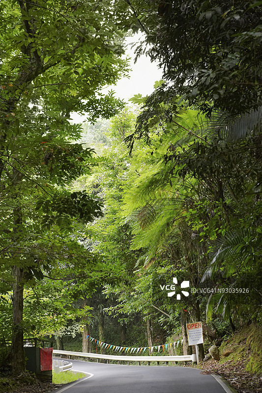 穿过雨林的道路，埃尔尤恩克雨林，波多黎各图片素材