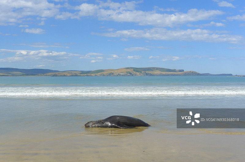 在海滩上休息的海狮，库里奥湾，卡特林斯图片素材