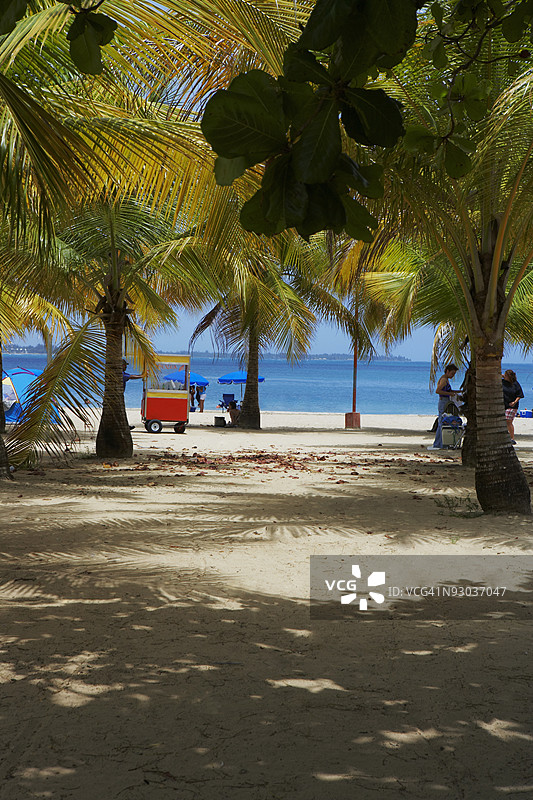 波多黎各卢基约海滩的棕榈树图片素材