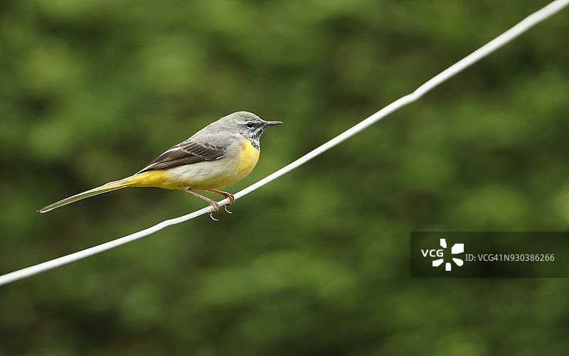 栖息在电线上的漂亮灰鹡鸰图片素材