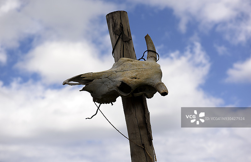 智利复活节岛阿胡维纳普的动物头骨图片素材