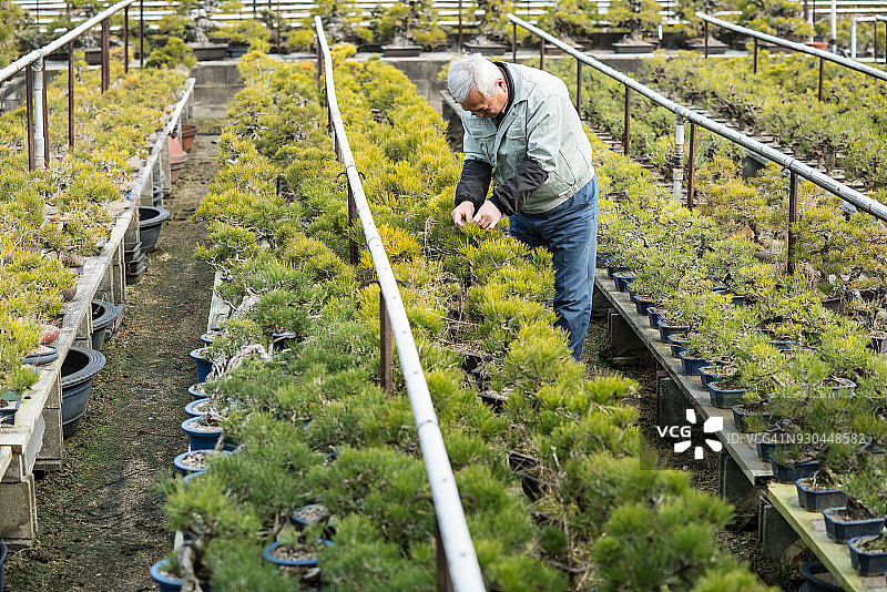 一位资深盆景大师在他的农场里检查盆景树图片素材