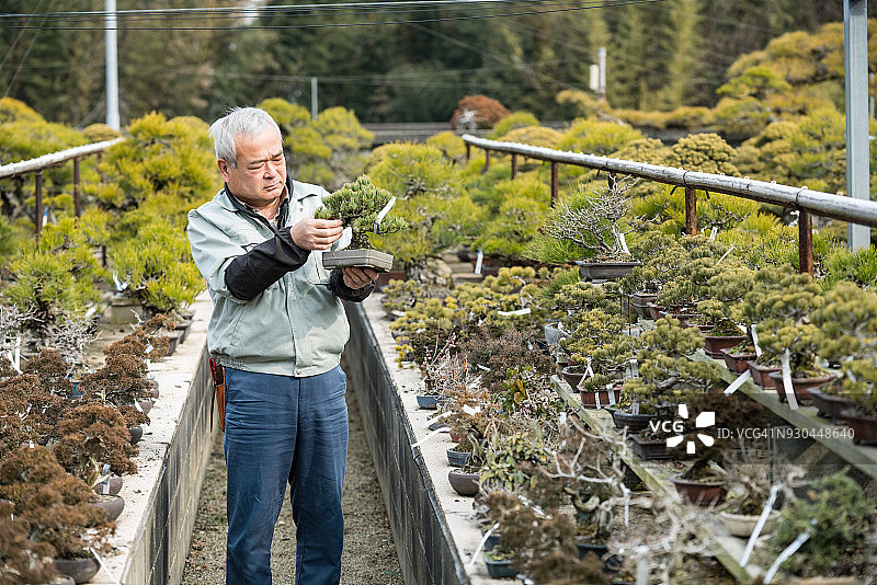 一位资深盆景大师在他的农场里检查盆景树图片素材