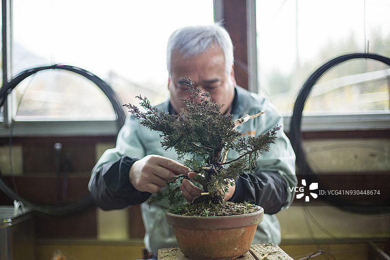 工匠修剪盆景树图片素材
