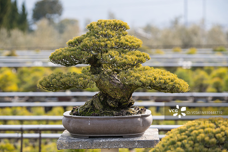 日本一棵大型古老盆景树图片素材