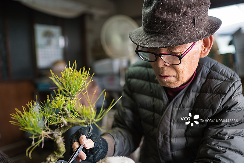 一位资深盆景大师正在仔细修剪一棵小盆景树图片素材
