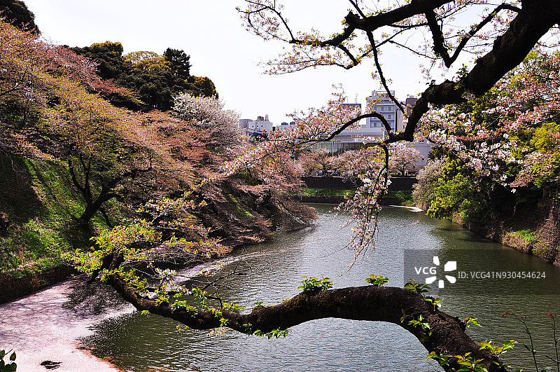 东京千鸟渊樱花季的尾声 - 飘落的樱花花瓣图片素材