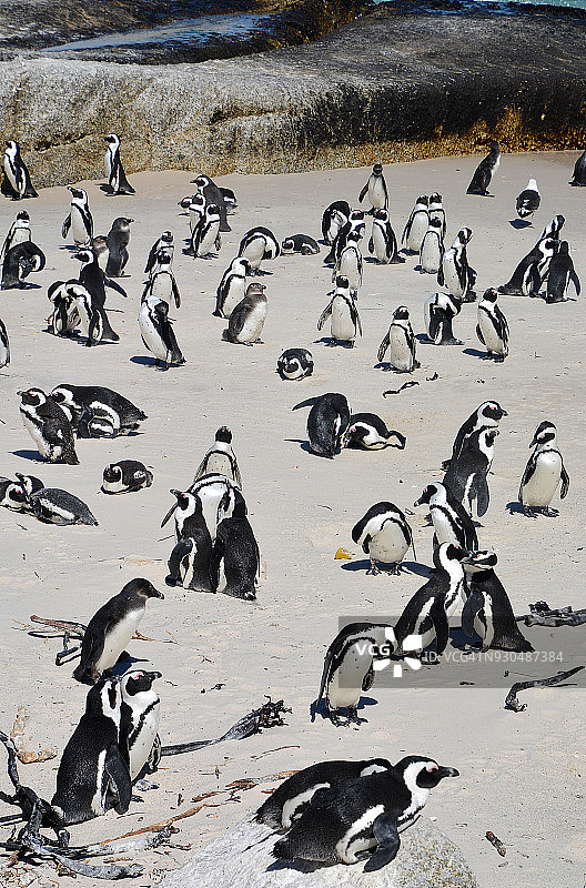 南非博尔德斯海滩的企鹅图片素材