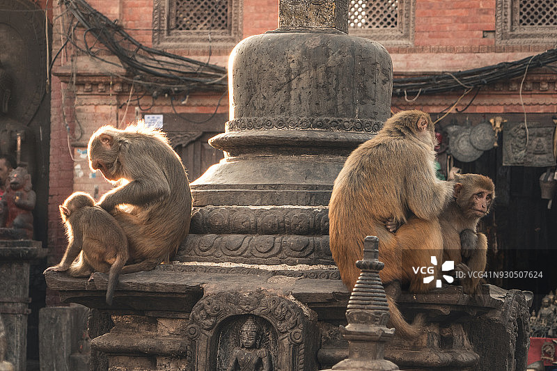 加德满都的猴子图片素材