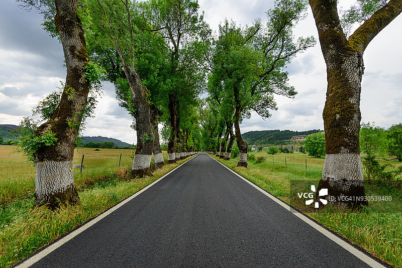 阿连特茹典型道路上的树木灰烬隧道图片素材