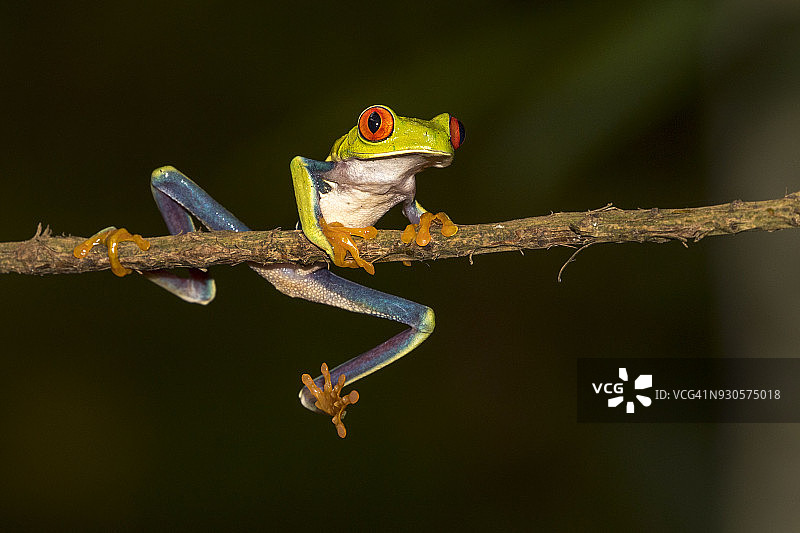 红眼树蛙图片素材
