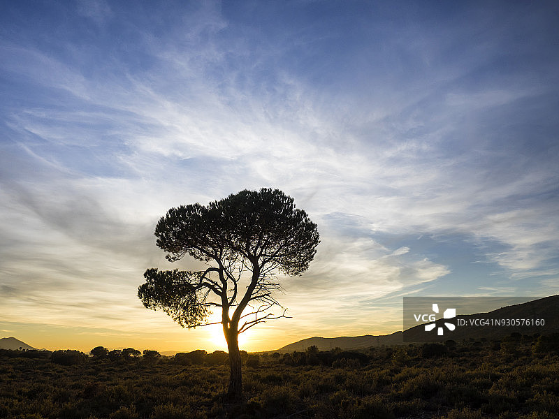 西班牙巴伦西亚社区平原孤树日落景观图片素材
