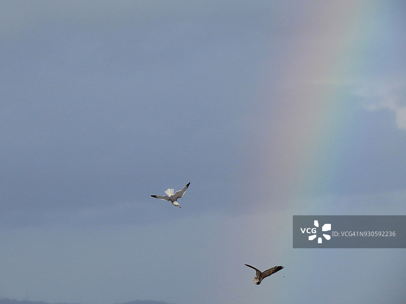 雨天的彩虹图片素材