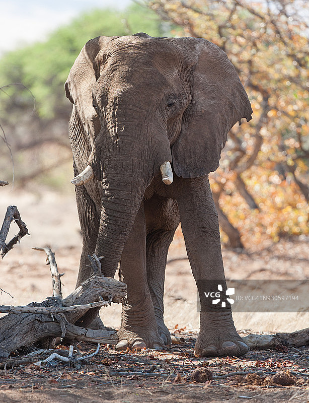 沙漠象图片素材