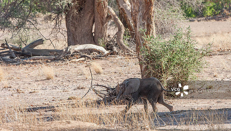 幼年沙漠象图片素材