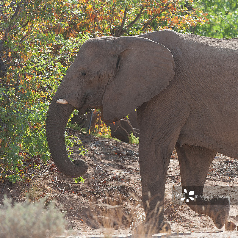 纳米比亚的沙漠象图片素材