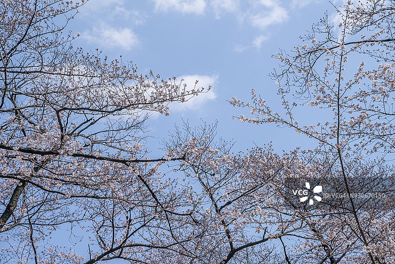 东京上野公园的樱花图片素材