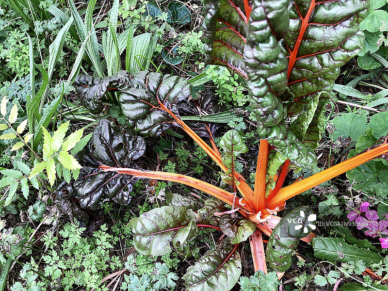 莙荙菜图片素材