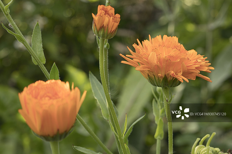 金盏花图片素材