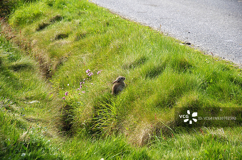 一只小兔子准备在设得兰群岛的费特拉尔岛的特雷斯塔海滩过马路图片素材