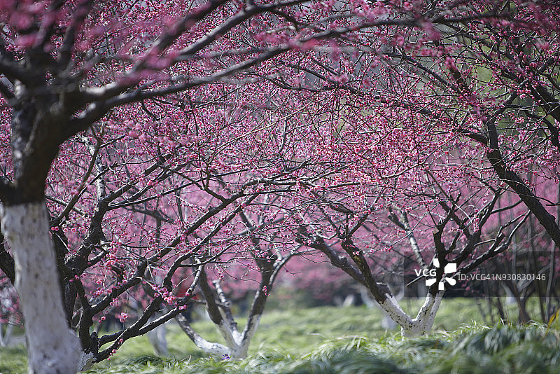 春季梅花图片素材