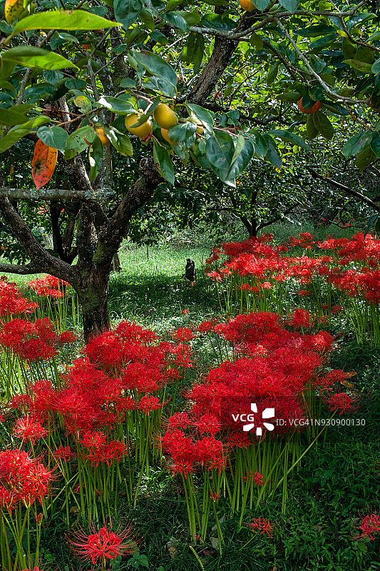 果园里的红色彼岸花图片素材