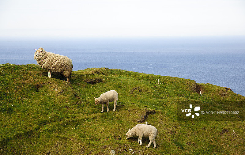 设德兰群岛Unst岛Hermaness岬角的三只绵羊图片素材