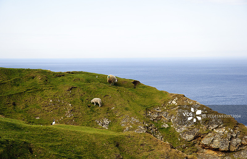 设得兰群岛赫曼内斯的两只绵羊图片素材